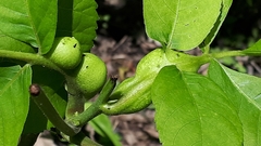 Phylloxera caryaemagna