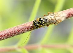 Acantholyda posticalis