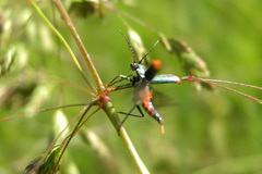 Clanoptilus geniculatus