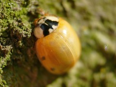 Harmonia axyridis