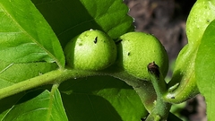 Phylloxera caryaemagna