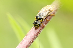 Acantholyda posticalis