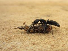 Pachycondyla crassinoda