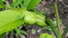 Phylloxera caryaemagna