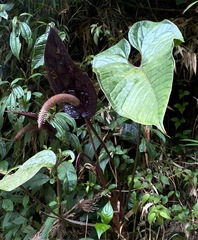 Anthurium caramantae