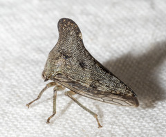 Glossonotus acuminatus