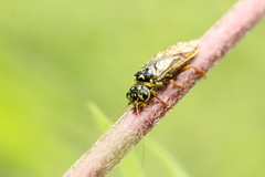 Acantholyda posticalis