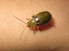 Exora obsoleta