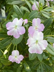 Impatiens sodenii