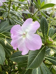 Impatiens sodenii