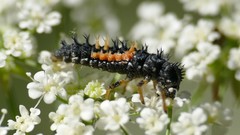 Harmonia axyridis