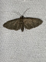 Eupithecia massiliata