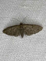 Eupithecia massiliata