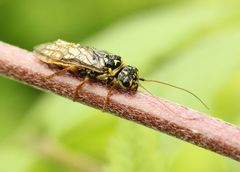 Acantholyda posticalis