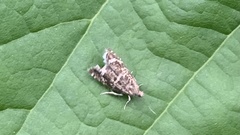 Epinotia tedella