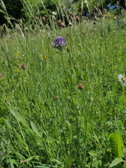 Phyteuma orbiculare orbiculare