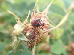 Merhynchites bicolor