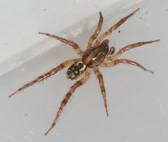 Allocosa absoluta