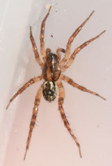 Allocosa absoluta