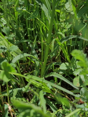 Phyteuma orbiculare orbiculare