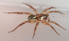 Allocosa absoluta