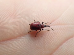 Merhynchites bicolor