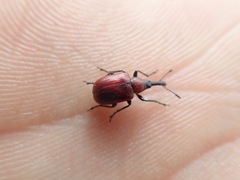 Merhynchites bicolor