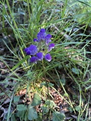 Prunella grandiflora