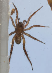Allocosa absoluta