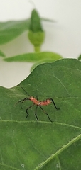 Phthiacnemia picta