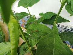 Phthiacnemia picta