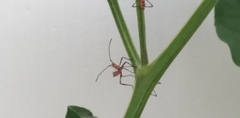 Phthiacnemia picta