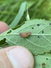 Kuschelina gibbitarsa