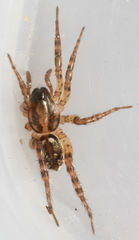 Allocosa absoluta