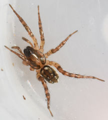 Allocosa absoluta