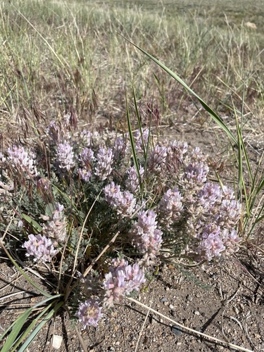 Image of Astragalus andersonii by (c) Matt Berger, some rights reserved (CC BY)