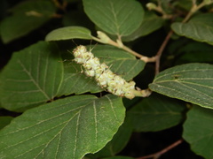 Corylopsis