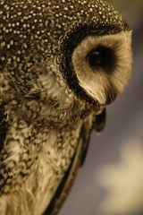 Tyto tenebricosa