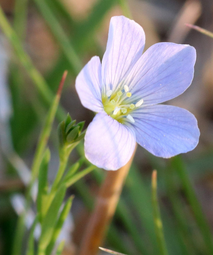 Meadow flax (Linum pratense)
