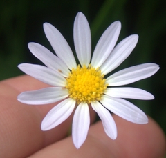 Astranthium integrifolium