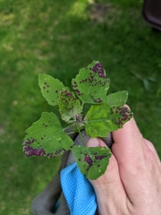 Norvellina chenopodii