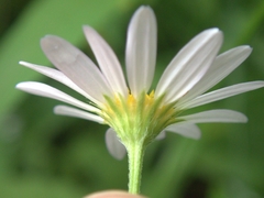 Astranthium integrifolium