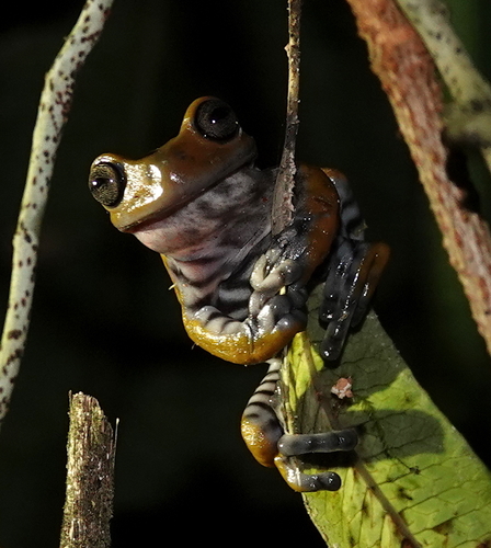 Chocolate Torrenteer, Hyloscirtus larinopygion