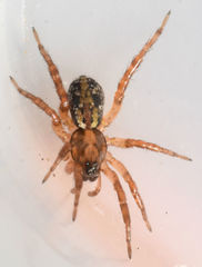 Allocosa absoluta