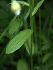 Astranthium integrifolium