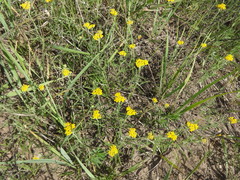 Achillea micrantha