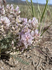 Astragalus andersonii