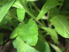 Astranthium integrifolium