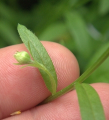 Astranthium integrifolium