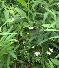 Astranthium integrifolium